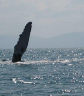 Humpback whales in the bay of Banderas near Puerto Vallarta, Mexico