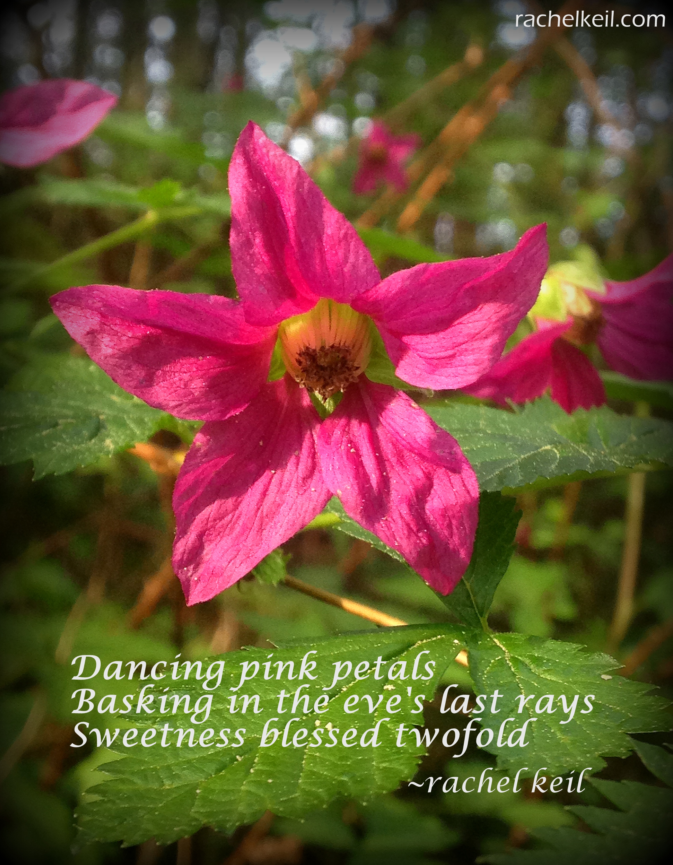 Dancing Pink Petals-Haiku Blog